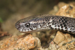 Pareas margaritophorus