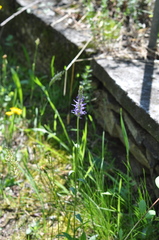 Phyteuma betonicifolium