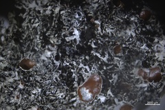 Hypogymnia lophyrea