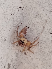 Menemerus semilimbatus