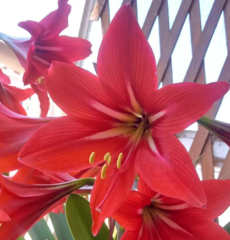 Hippeastrum reginae