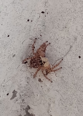 Menemerus semilimbatus