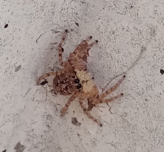 Menemerus semilimbatus