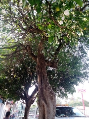Tabernaemontana litoralis