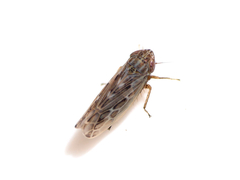 Arocephalus