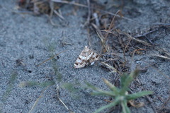 Drasteria flexuosa