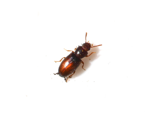 Myrmechixenus subterraneus