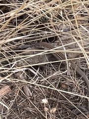 Aspidoscelis exsanguis