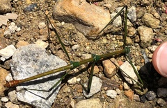 Phraortes stomphax