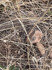 Aspidoscelis exsanguis