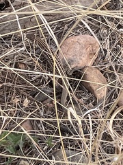 Aspidoscelis exsanguis