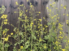 Rhamphospermum nigrum