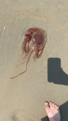 Pelagiidae