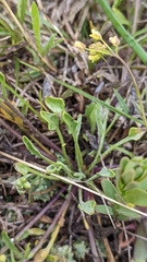 Physaria arenosa