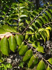 Casearia sylvestris