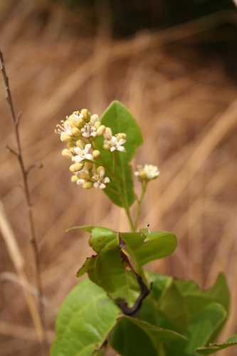 Icacina oliviformis