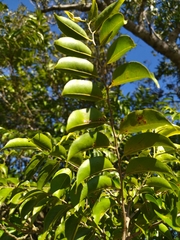 Casearia sylvestris