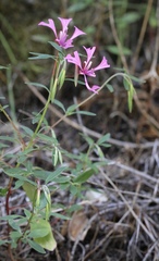 Clarkia concinna concinna