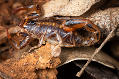 Cercophonius kershawi