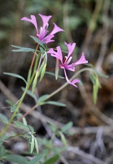 Clarkia concinna concinna