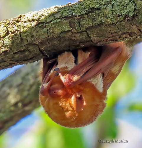 Eastern Red Bat photographed in Ohio