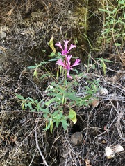 Clarkia concinna concinna