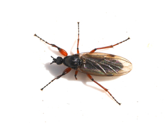 Bibio varipes