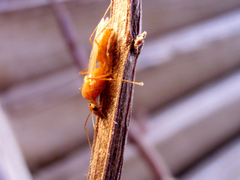 Camponotus