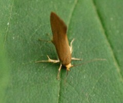 Crassa unitella