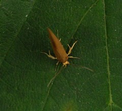 Crassa unitella