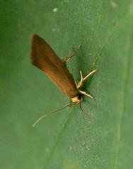 Crassa unitella