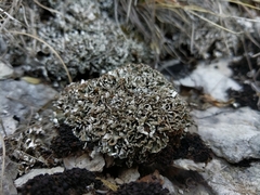 Cladonia symphycarpa