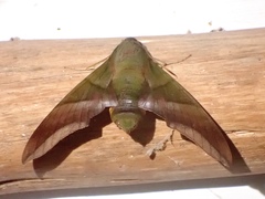 Oryba achemenides