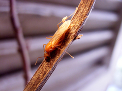 Camponotus