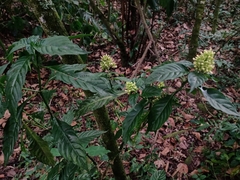 Palicourea hebeclada