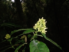 Palicourea hebeclada