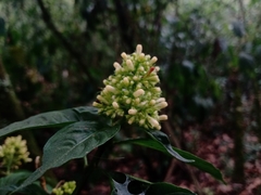 Palicourea hebeclada