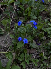 Omphalodes verna
