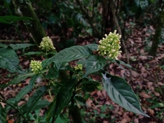 Palicourea hebeclada