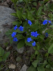 Omphalodes verna