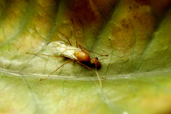 Camponotus