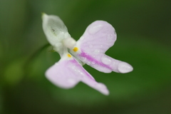 Impatiens hochstetteri