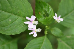 Impatiens hochstetteri