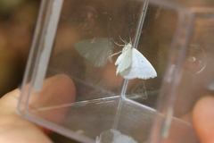 Lomographa temerata