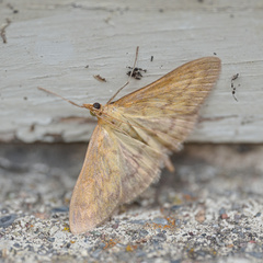Paratalanta pandalis