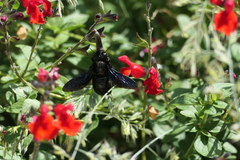 Xylocopa