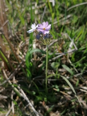 Primula farinosa
