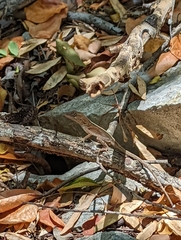Anolis cybotes