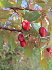 Prunus cerasifera