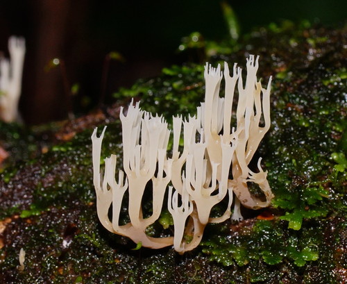 Artomyces colensoi image